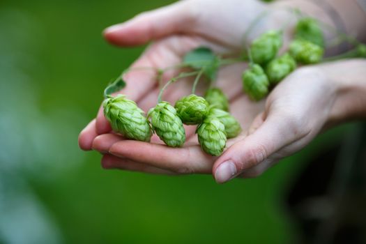 Female hands holding a bunch of hops. Selective focus, shallow depth of field