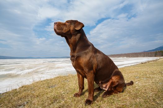 Mixed breed dog sitting on a grass againt frozen mountain lake raising her head. Wide angle perspective, the view from below.