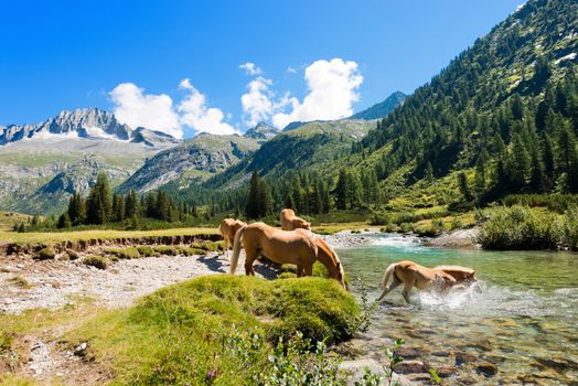 Herd of horses wading the Chiese river in the National Park of Adamello Brenta. Trentino Alto Adige, Italy