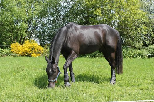 black horse in fild grazing