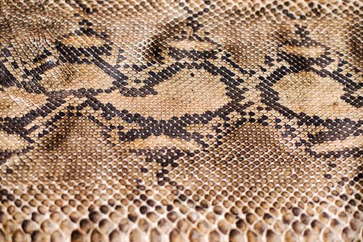 Python snake skin pattern
