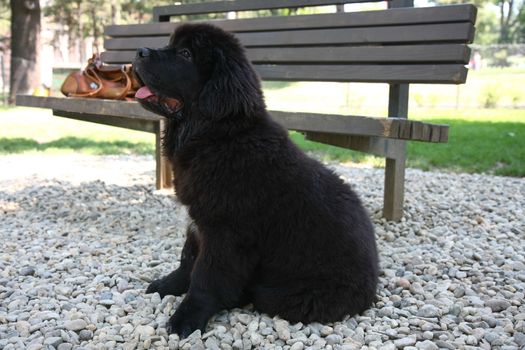 Cute puppy of Newfoundland dog posing in dog park