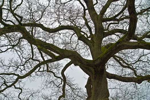 A leafless oak tree.