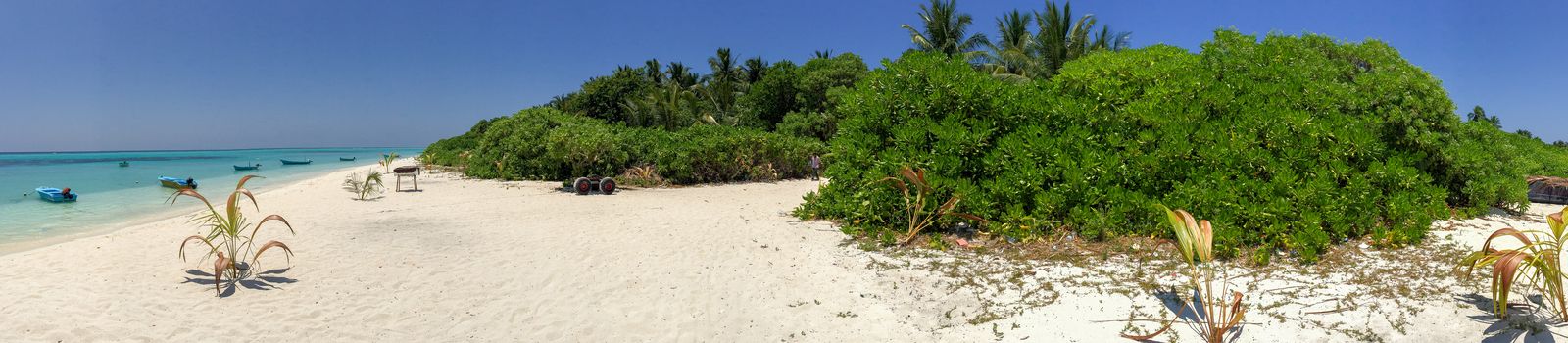 Vegetation of Maldive Islands