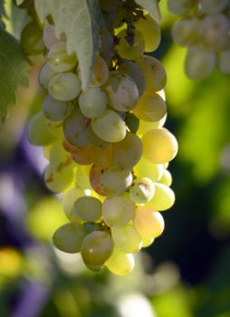  Grapes in the vineyard , winery, wine, morning, 