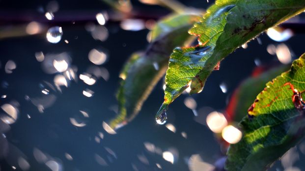 picture of a Shinig waterdrops against morning light
