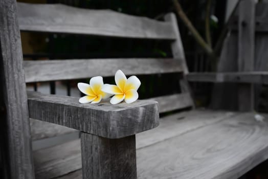 Plumeria flowers on wooden chair