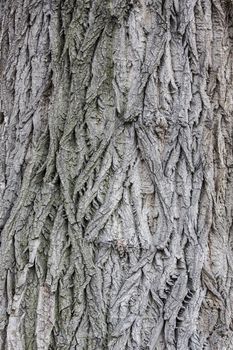 Populus bark texture, high resolution

