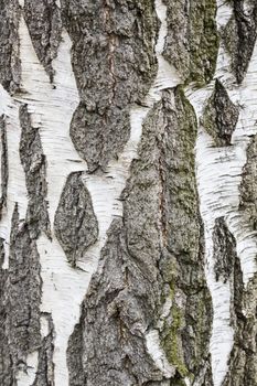 Birch bark texture, high resolution

