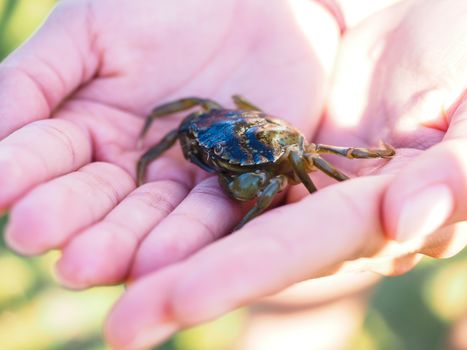 Small green crab in hands away from water