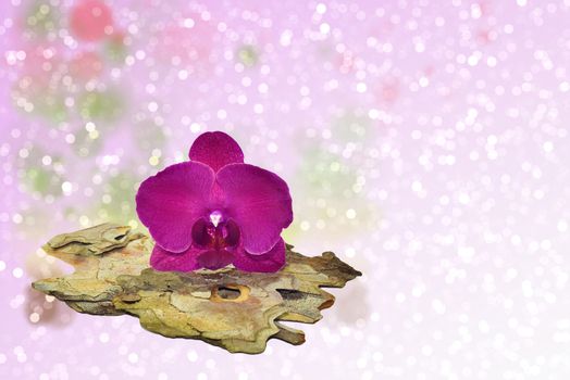 Pink orchid and a tree bark on a sparkling bokeh background
