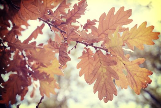 Fall foliage season background oak vintage leaf