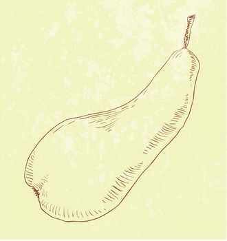 Pear fruit - vintage illustration