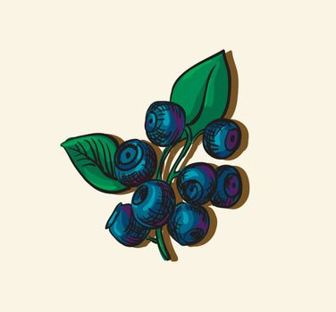 Vector illustration drawing of organic blueberries