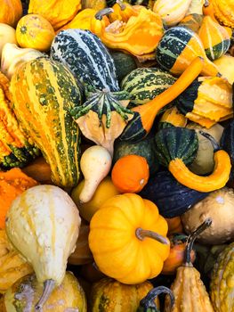 Variety of colorful gourds