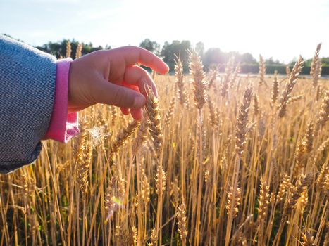 Child touching wheat grain