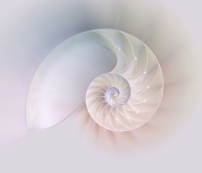 Nautilus shell cut