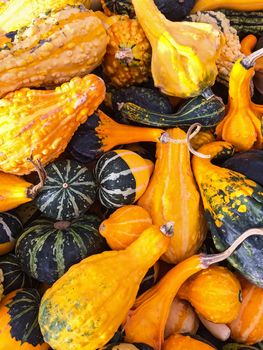 Colorful variety of gourds and squashes