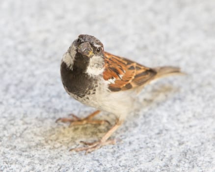 Male sparrow begging