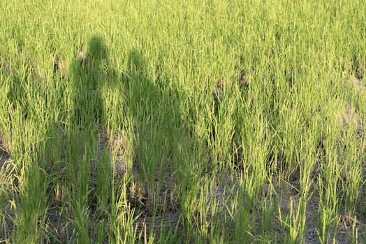 Shadow of Couple in Field