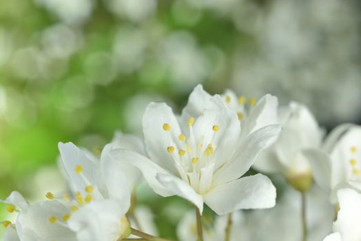 macro zoomed spring white flowers over green