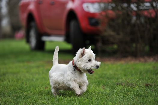 AUSTRALIA, Evandale: A West Highland terrier races during the Clarendon Spring Fling, a family fun day held by the National Trust of Tasmania at Clarendon House, Evandale on September 20, 2015. About 300 visitors dropped by the iconic colonial house to enjoy an agricultural showcase, local produce from a range of stallholders and the racing of the Westies, all held to mark the warmer weather.