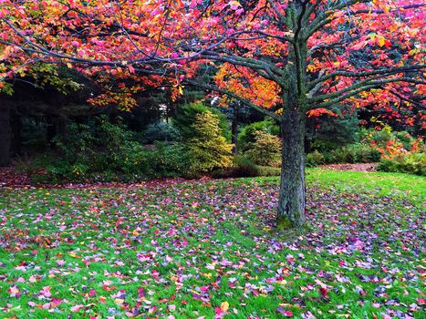 Vibrant autumn landscape