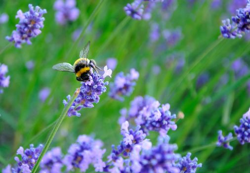 Lavender blooms and a bee