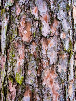 Pine bark texture detail natural