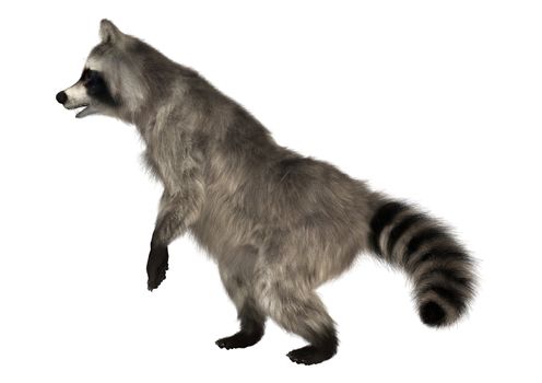 Raccoon
