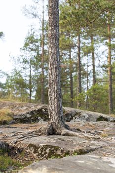 Pine Tree Growing on Rock