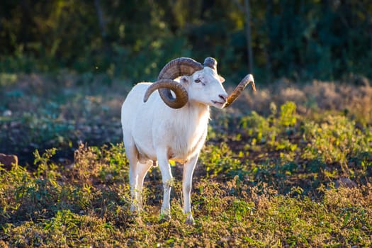 Texas Dall Sheep Ram
