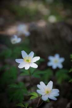 wood anemone in the undergrowth