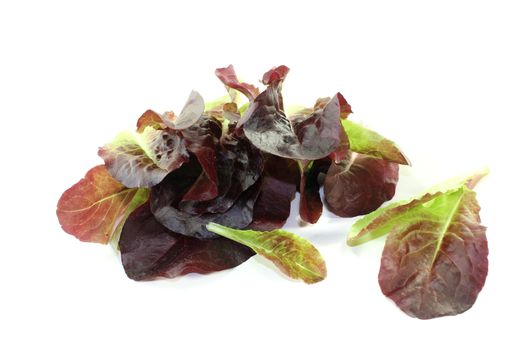fresh crunchy red lettuce