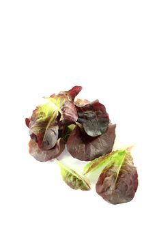 delicious red lettuce