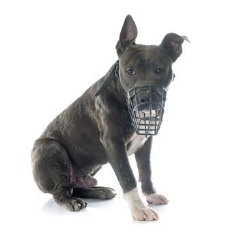 puppy american staffordshire terrier and muzzle