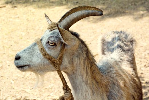 Portrait goat
