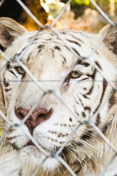 Locked tiger