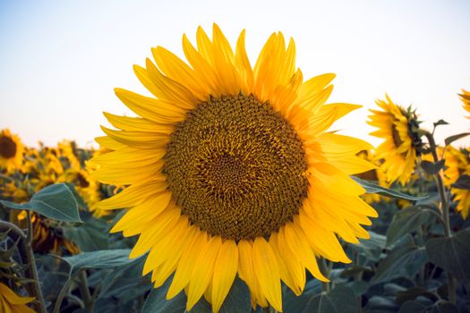 Sunflower head