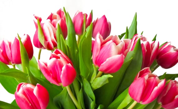 bouquet of crimson tulips isolated on white background