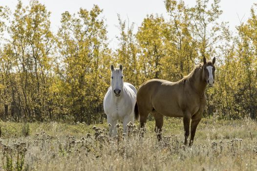 Horses against an Autumn Forest Background