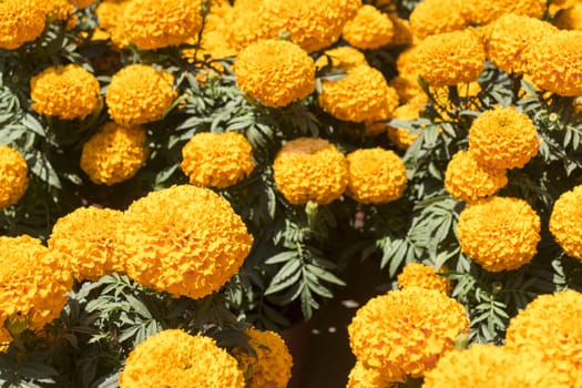 Orange Marigold - Cempasúchil Flower