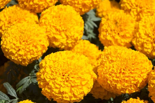 Orange Marigold - Cempasúchil Flower