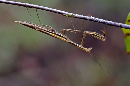  mantodea on a brown branch 