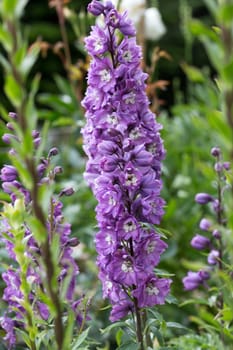 Purple Delphinium Flower in Garden 