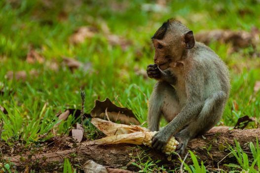Sitting monkey macaque