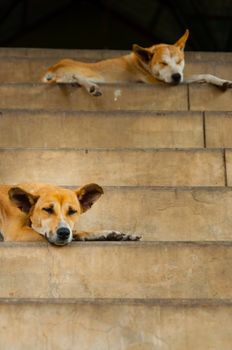 Two dogs sleeping on stairs