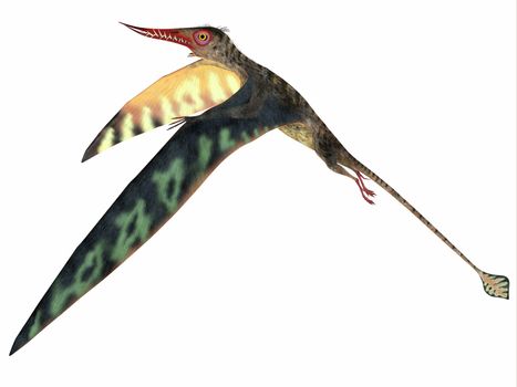 Rhamphorhynchus Jurassic Pterosaur