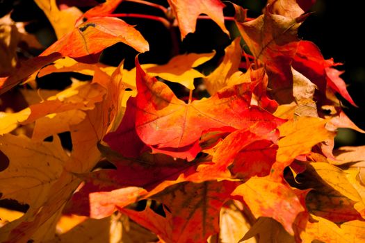 large orange and yellow maple leaves in autumn Sunny day on natural background