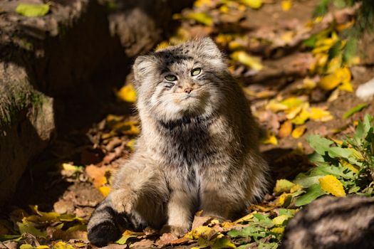 beautiful wild cat, Pallas's cat, Otocolobus manul